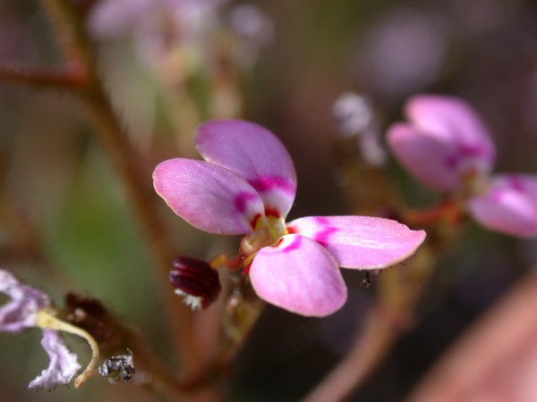 Grass Trigger-plant